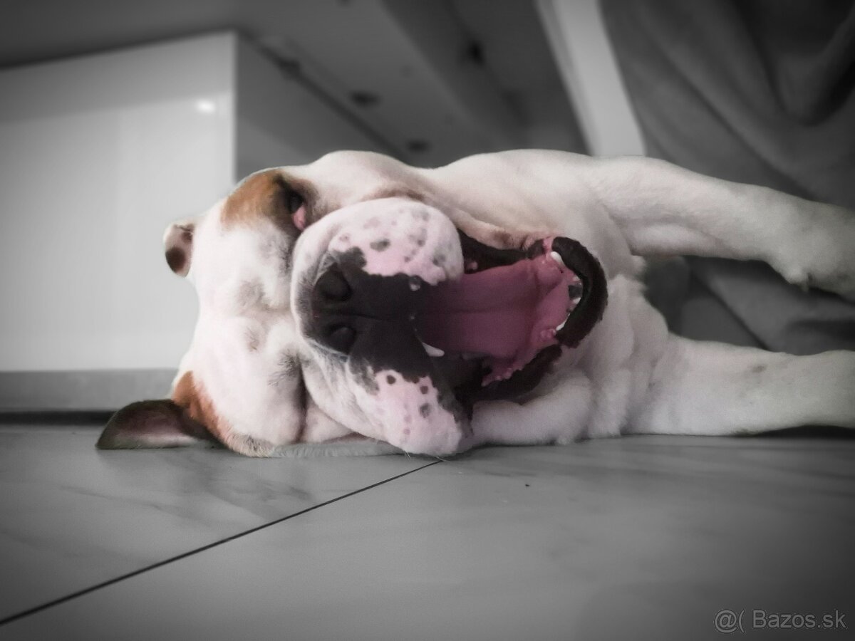 Anglicky buldog krytie