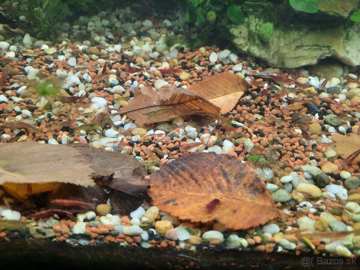 Krevetky+Vallisneria rastliny