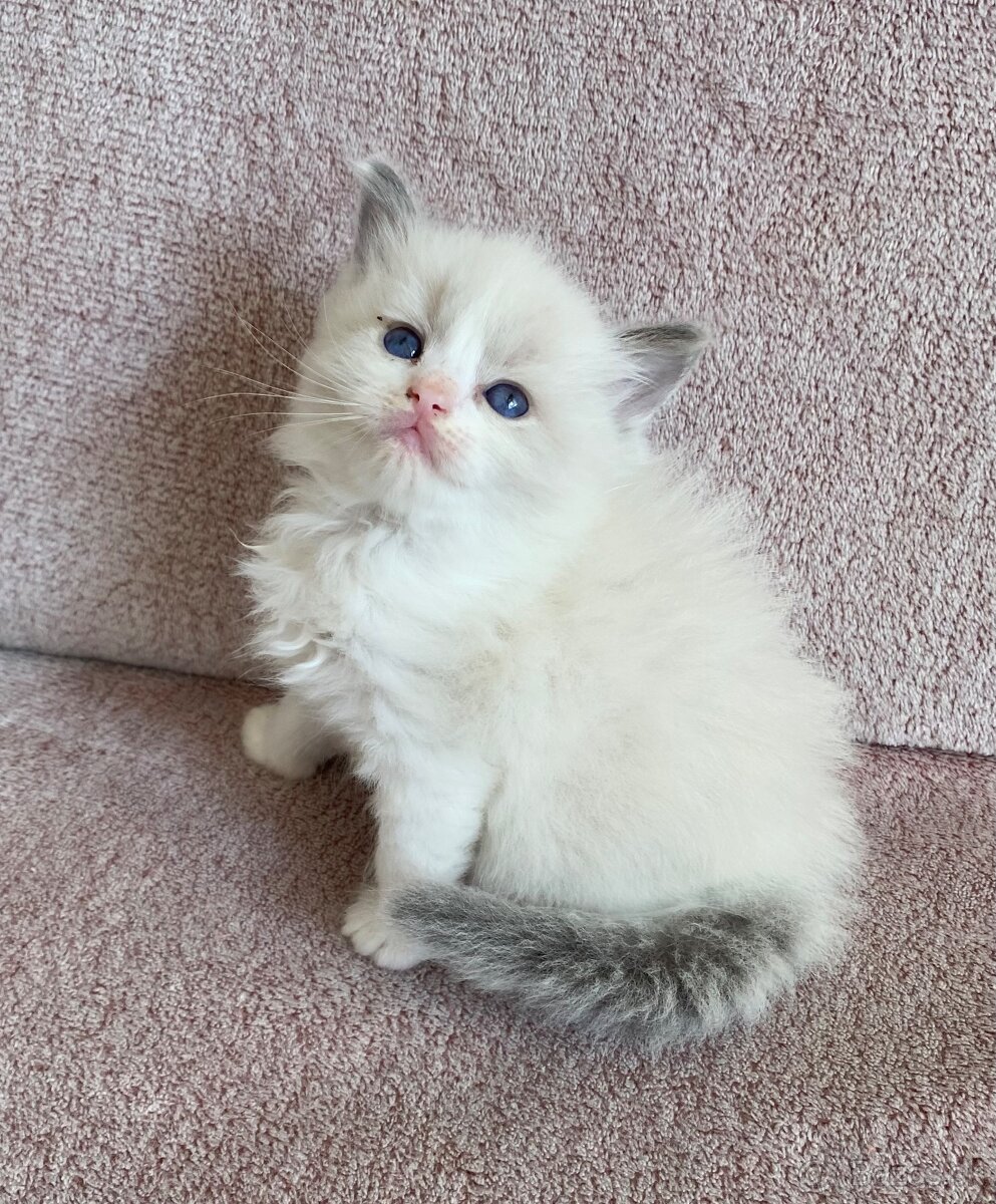 Ragdoll