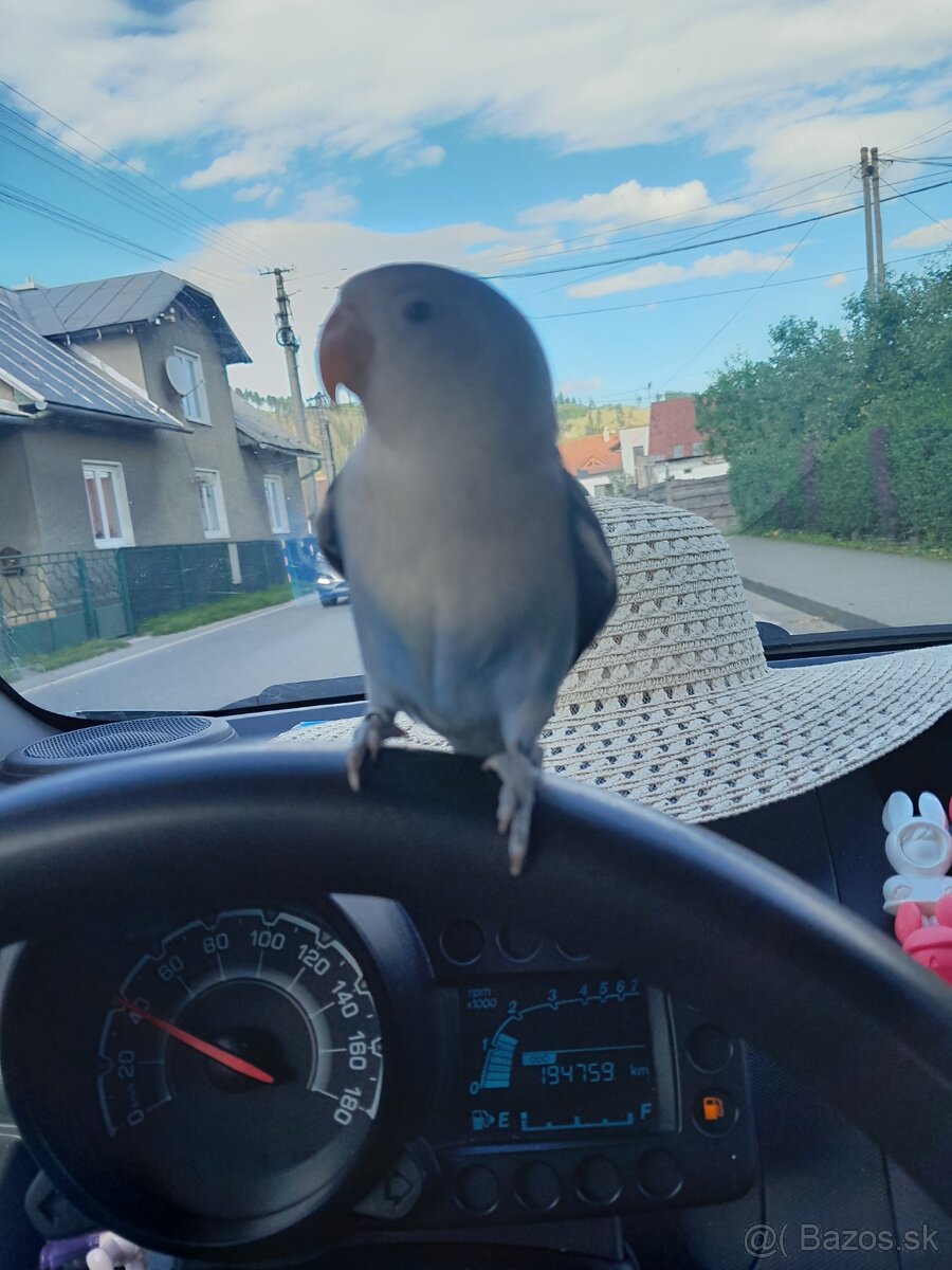 Adoptujem alebo kupim maznaka agapornis fisher na RD