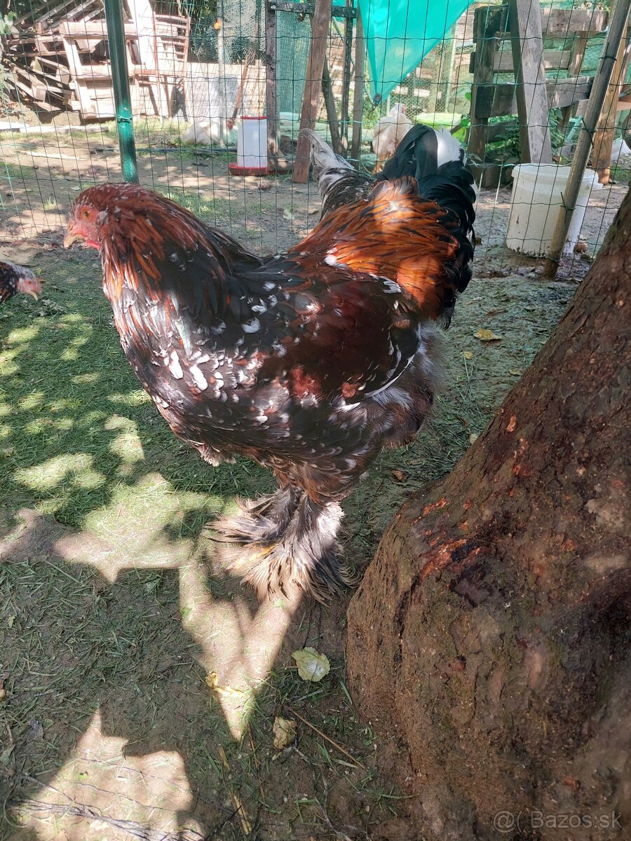 Brahmanka velka porcelanova, Orpingtonka