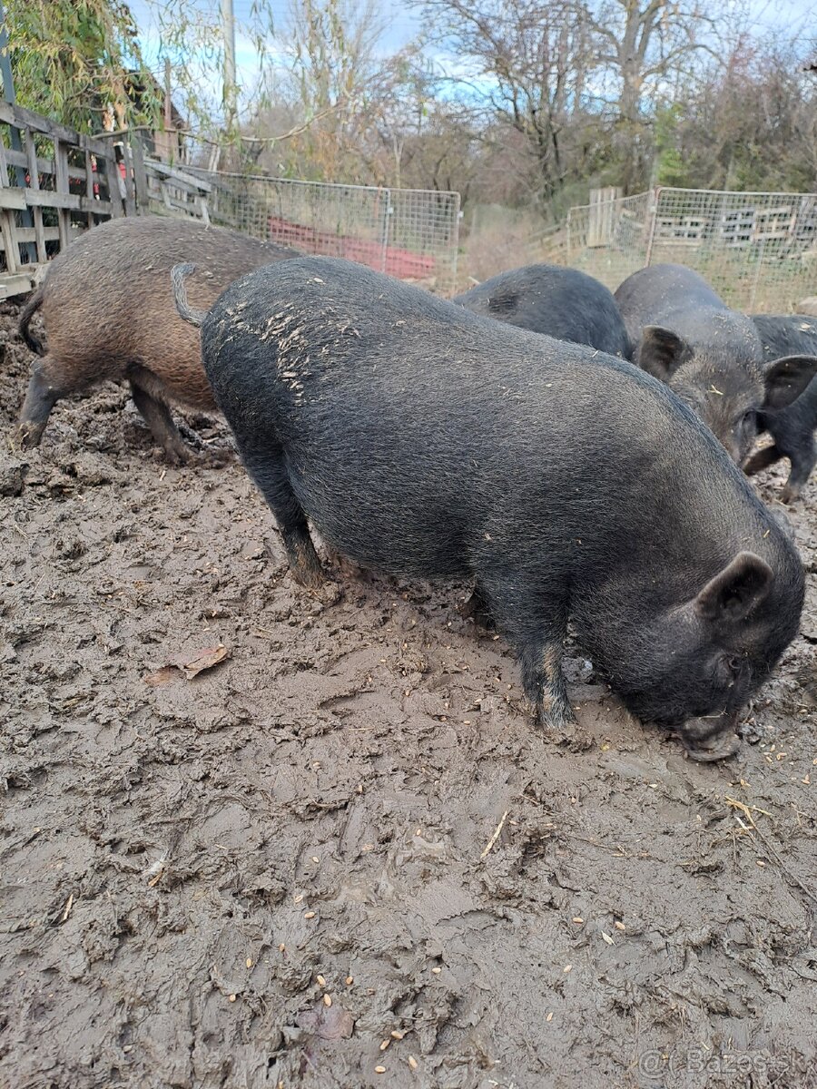 Vietnamské prasiatka