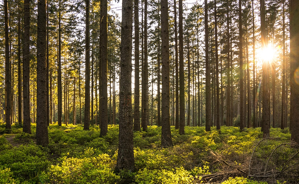 Revúca – 2.479 m2 LES – PREDAJ