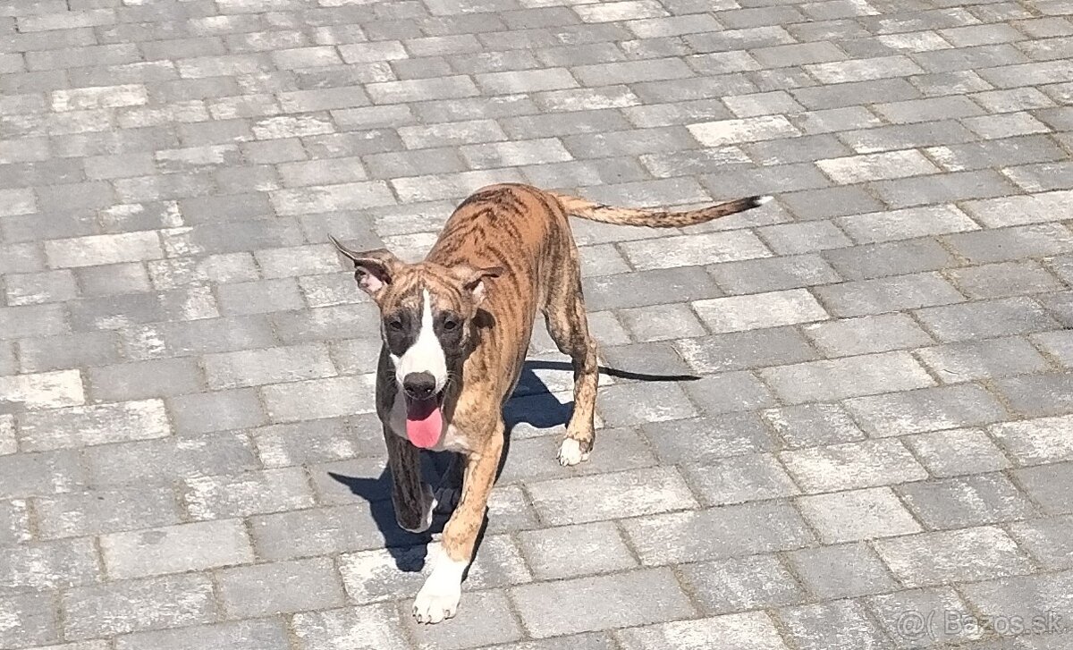 Chart angielski whippet FCI