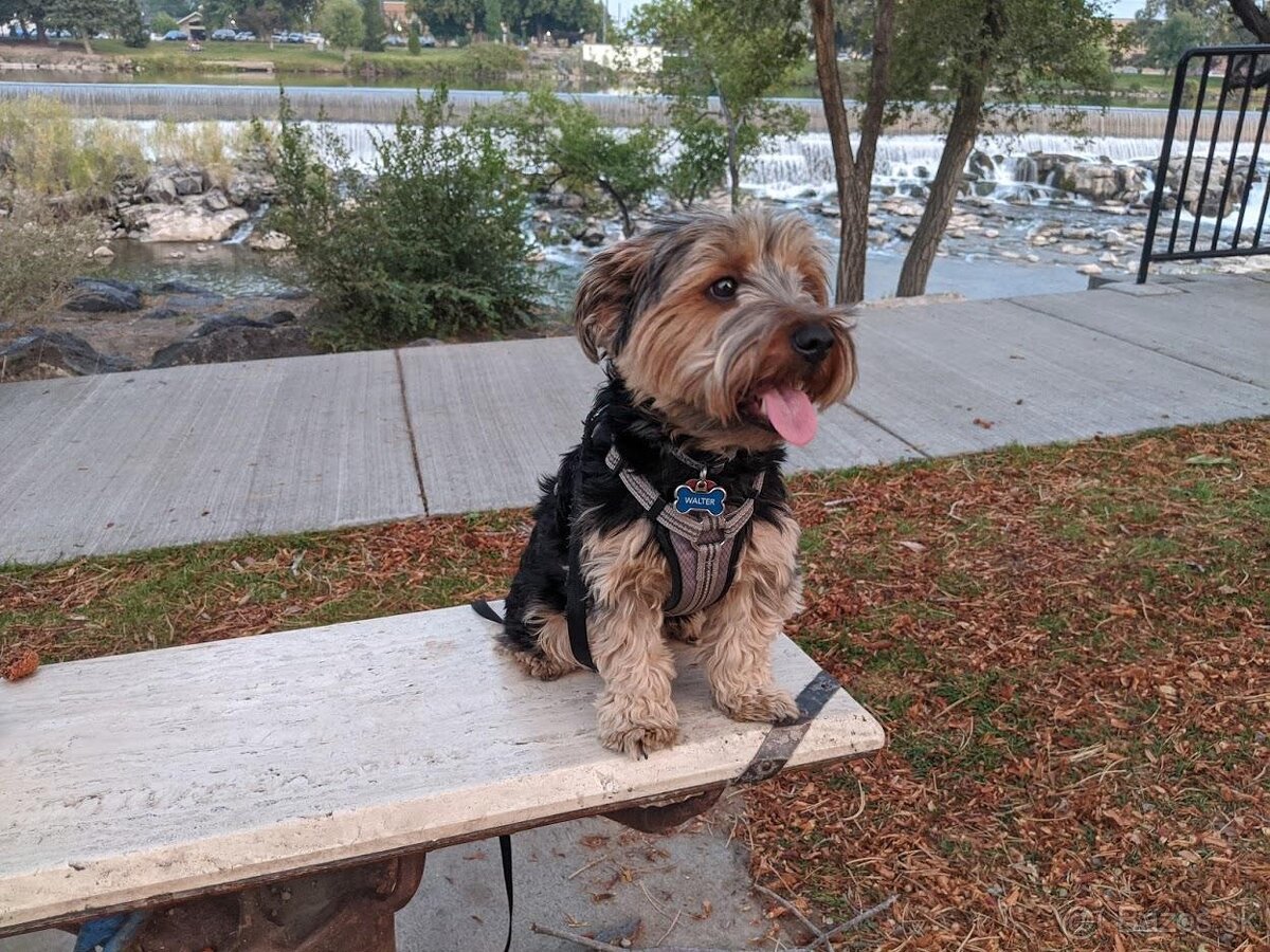 Kúpim fenu Yorkshire terrier