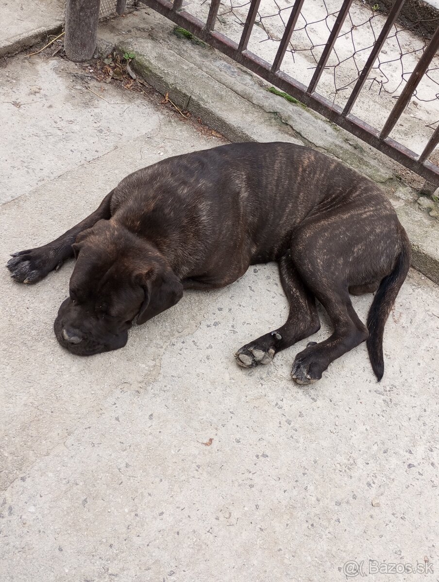 3 ročný čistokrvný Cane Corso