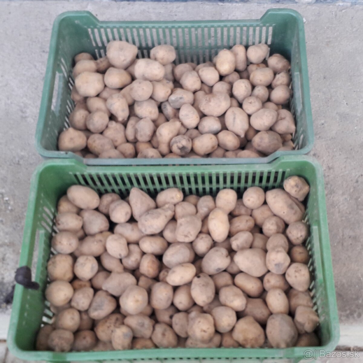 Kŕmne zemiaky - 27 kg za 8 Eur