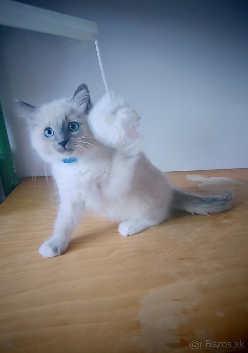 Predám Ragdoll