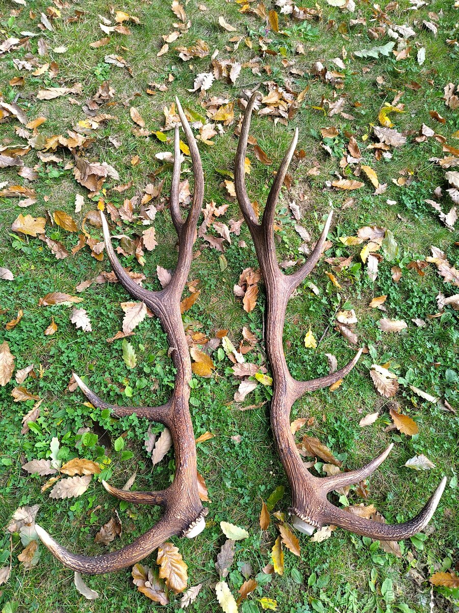 Predám Jelenie parohy