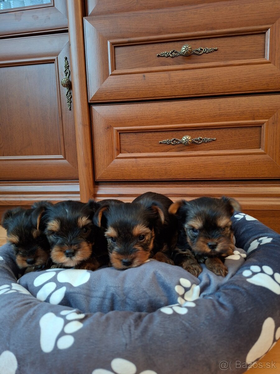 Yorkshirsky terier York