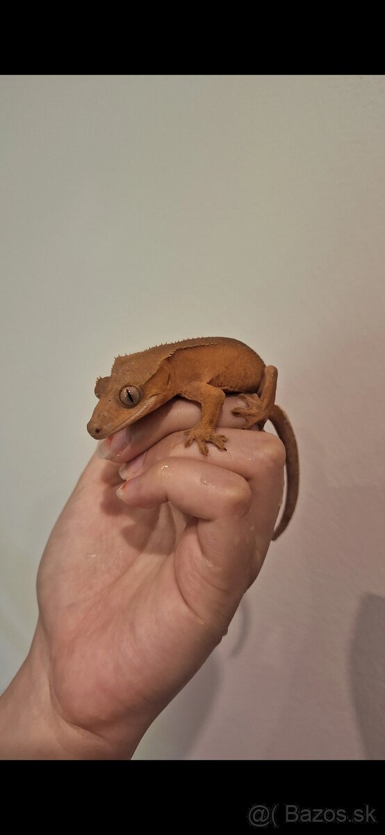 Pagekon riasnatý ( Correlophus ciliatus)