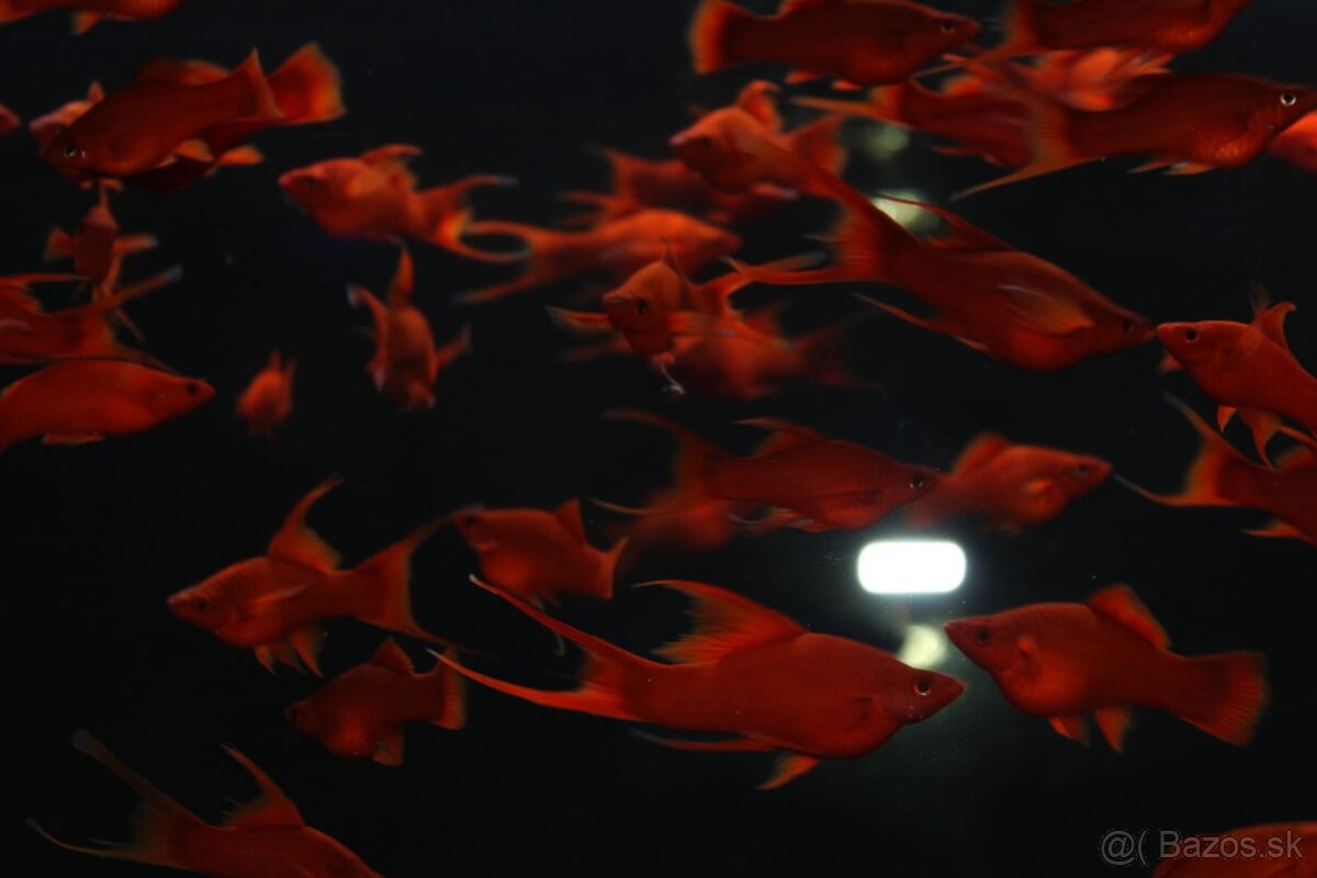 ⛔️Xiphophorus Helleri Red Ruby⛔️