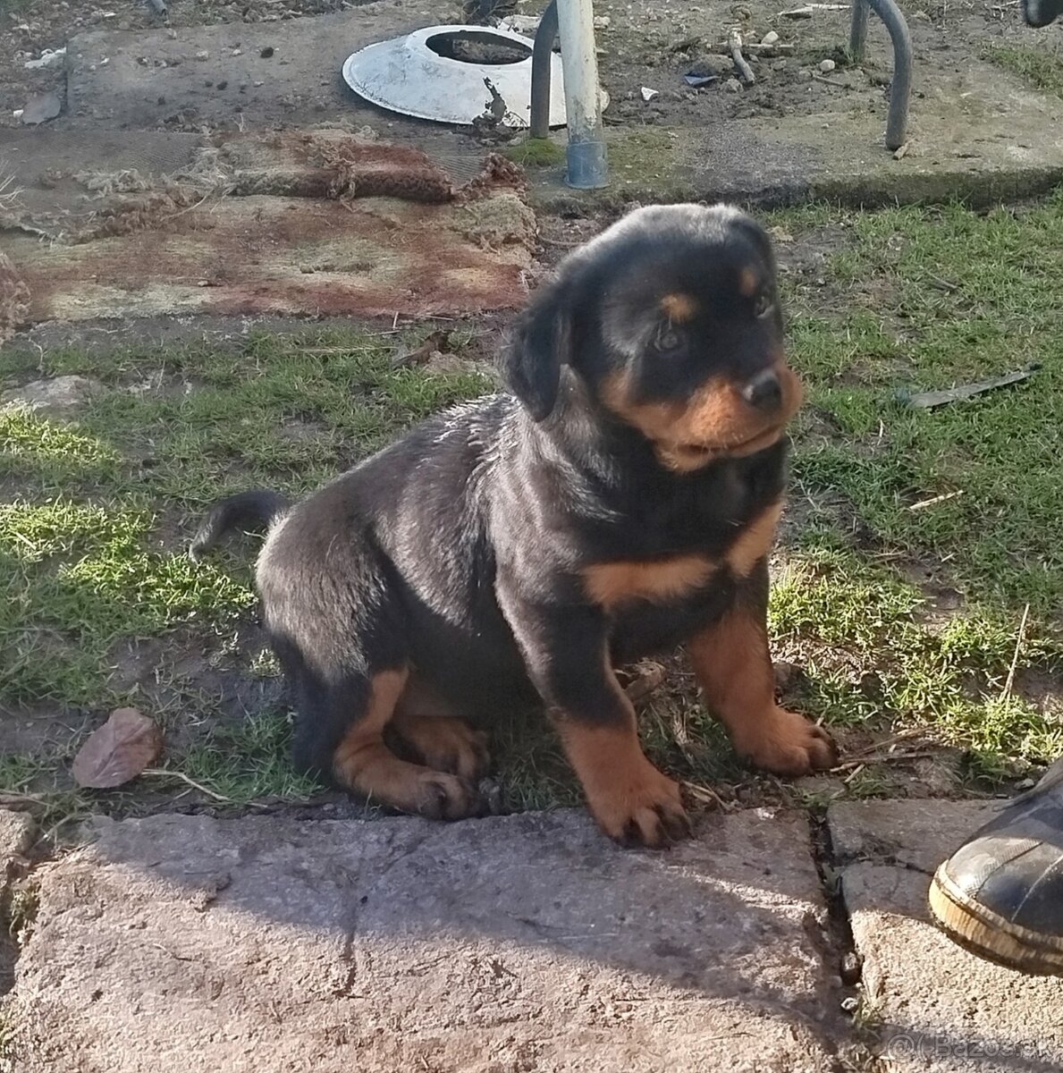 Šteniatko rotvajlera