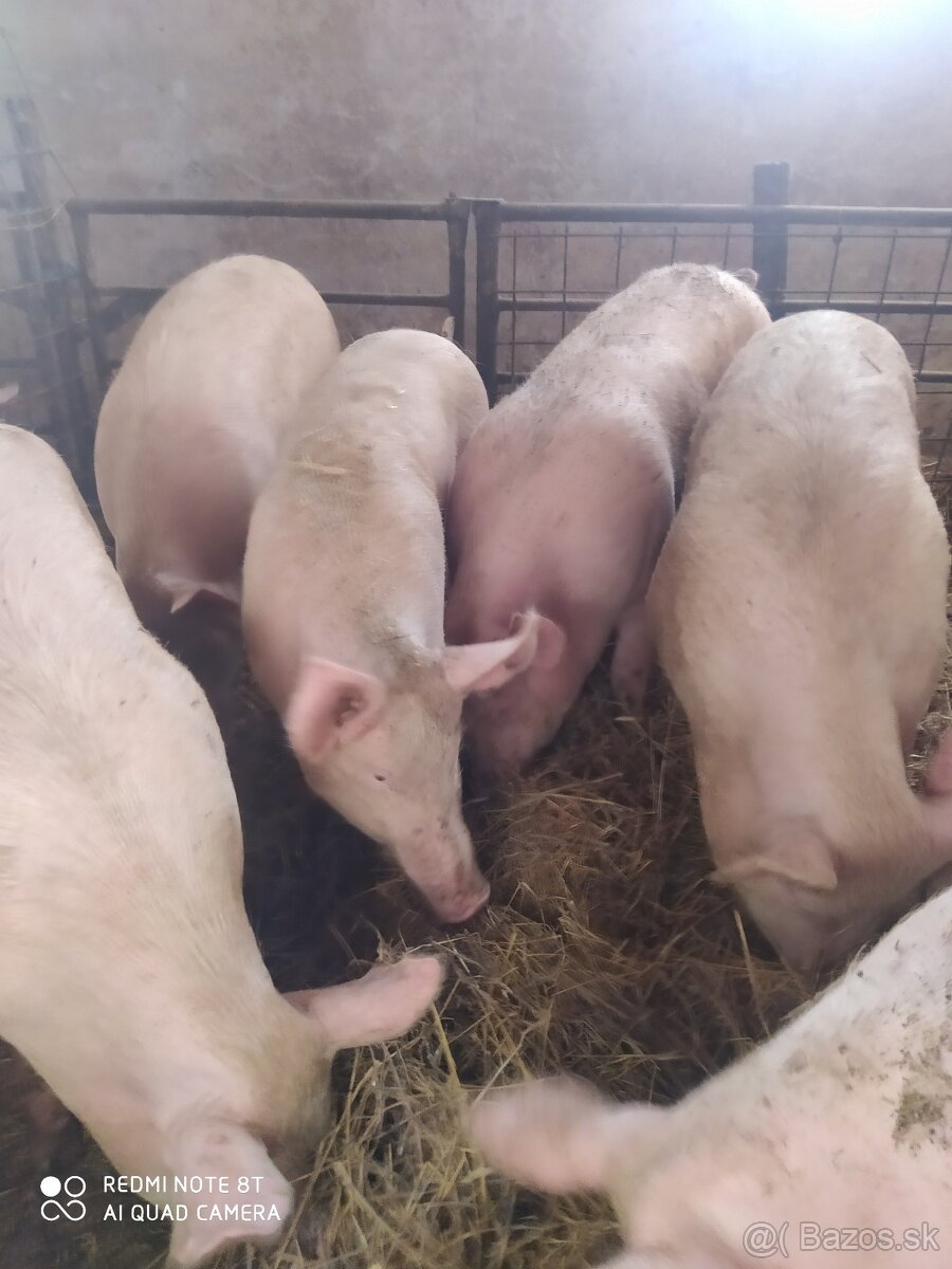 Predám bravčové polovičky