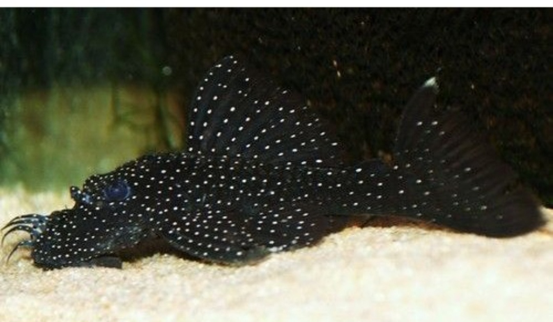 Ancitrus , sumec L213.