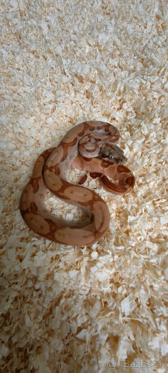Mladé Boa Constrictor, velhad kráľovský
