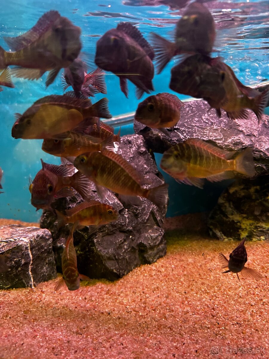 Tropheus Blue rainbow chatika