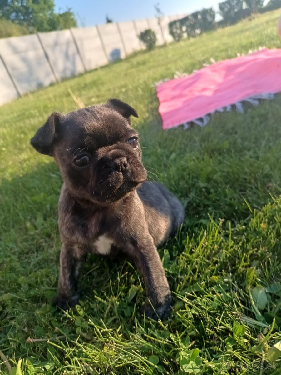 Šteniatka mops X francúzsky buldog