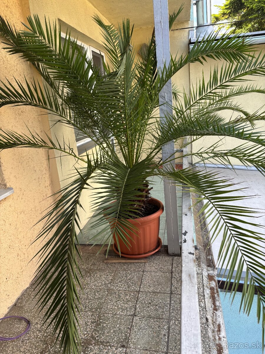 Palma