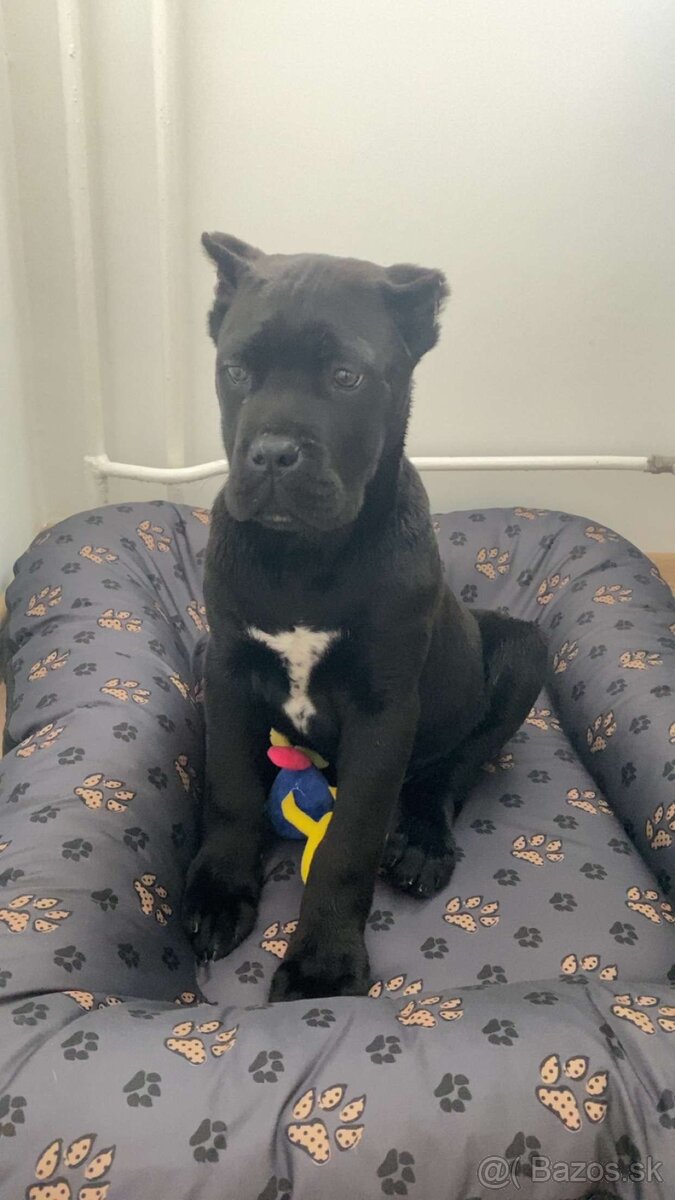 Pes Cane corso na krytie - Elthario