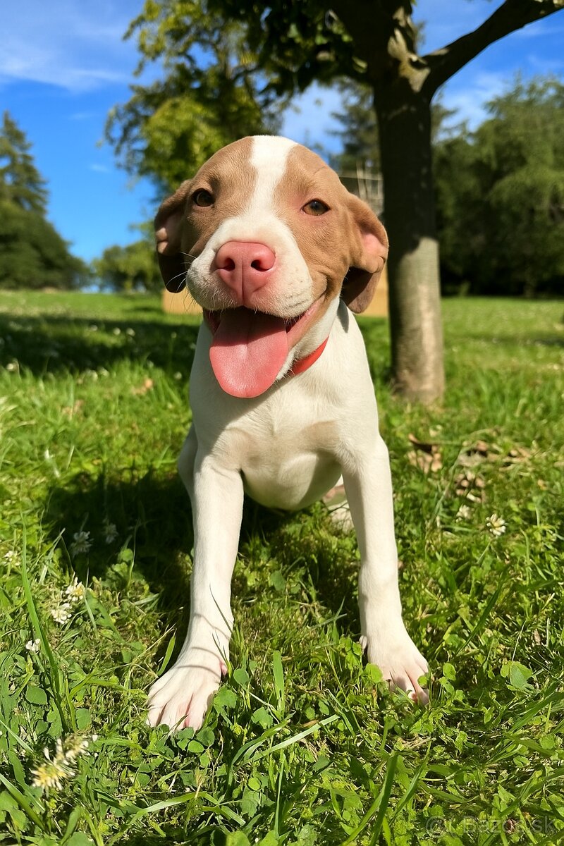 Americky pitbull terier s pp