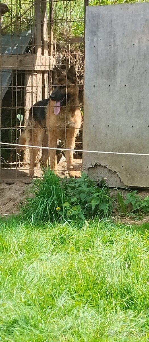 Nemecký ovčiak