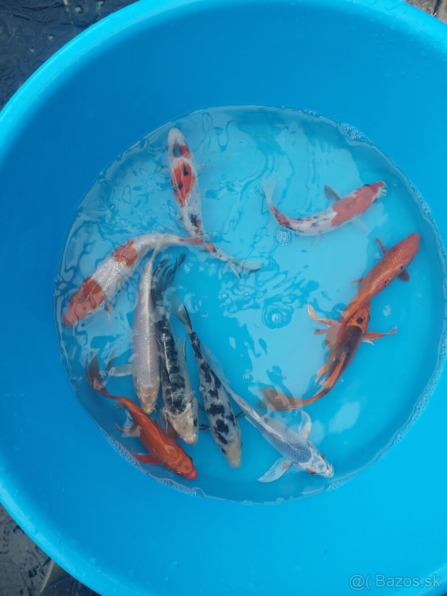 Koi kapre