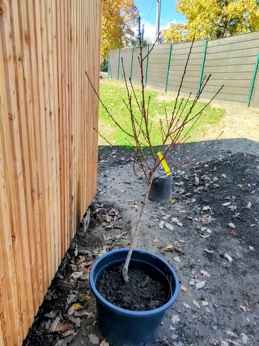 Predám Broskyňa , Marhuľa , Jabloň , Slivka , Hruška, Višňa.