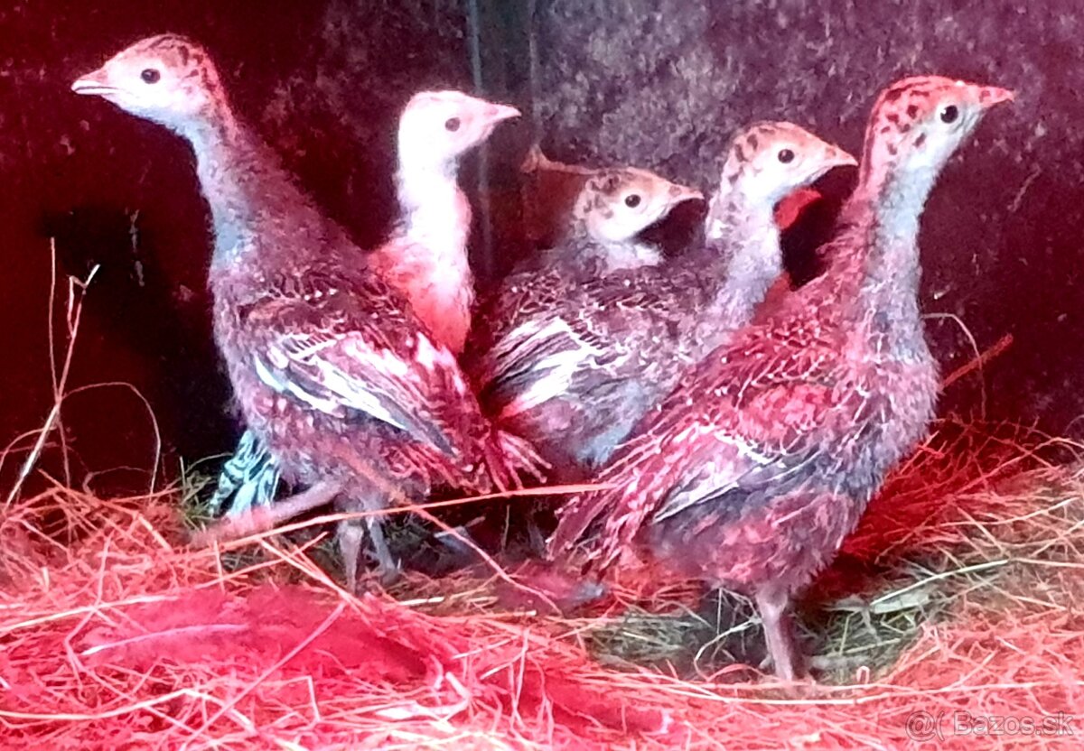 Kurcata morky bronzovej