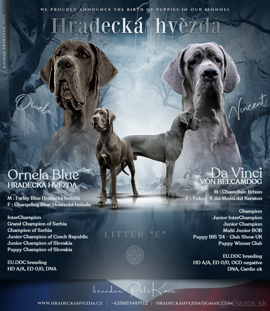 Německá doga modrá s PP