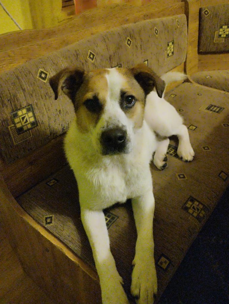 Darujem psíka kríženca Jack Russell a staforda