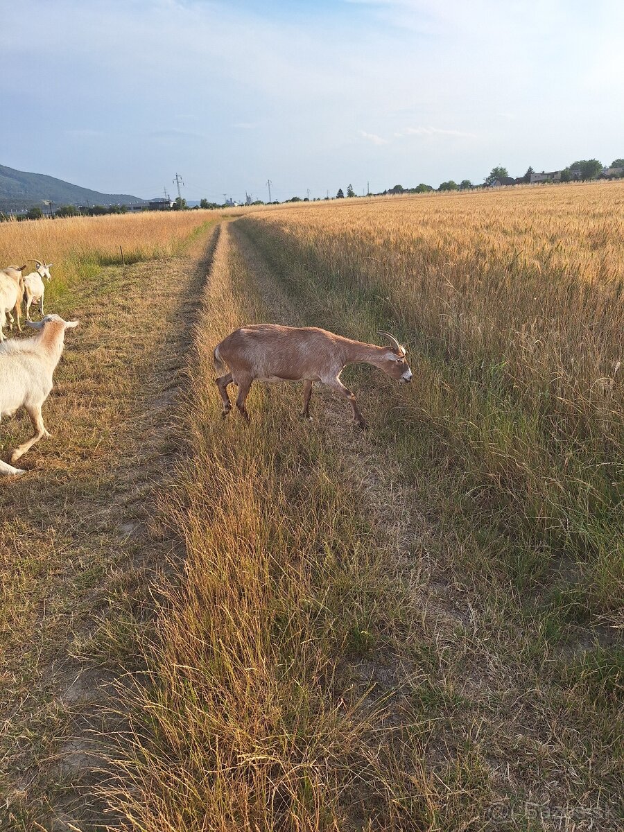 Kozička
