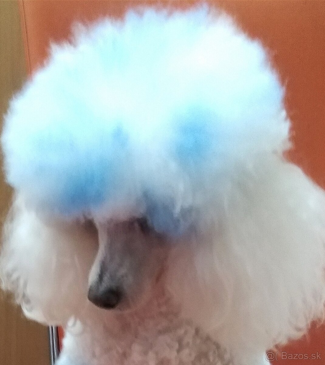 Pudlik pudel