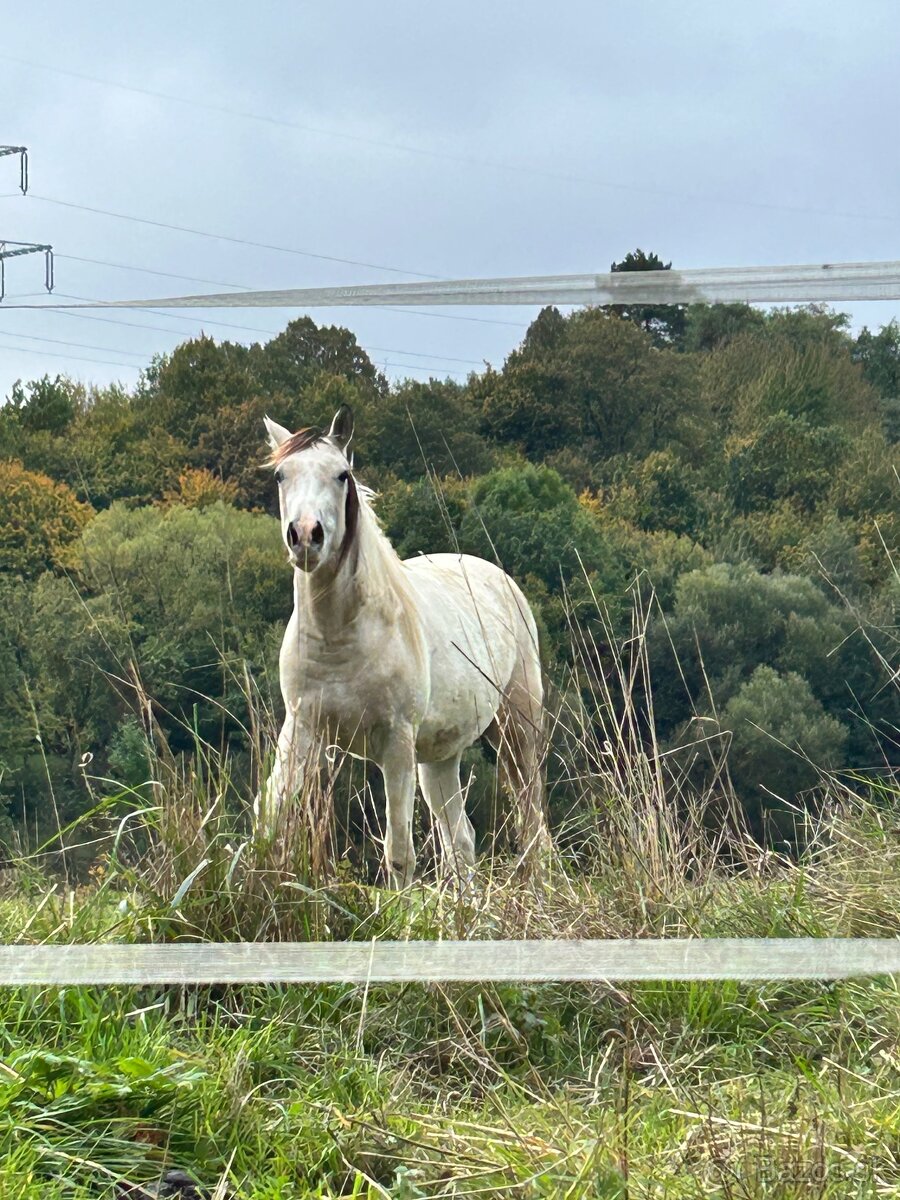 Kobyla 3 ročná