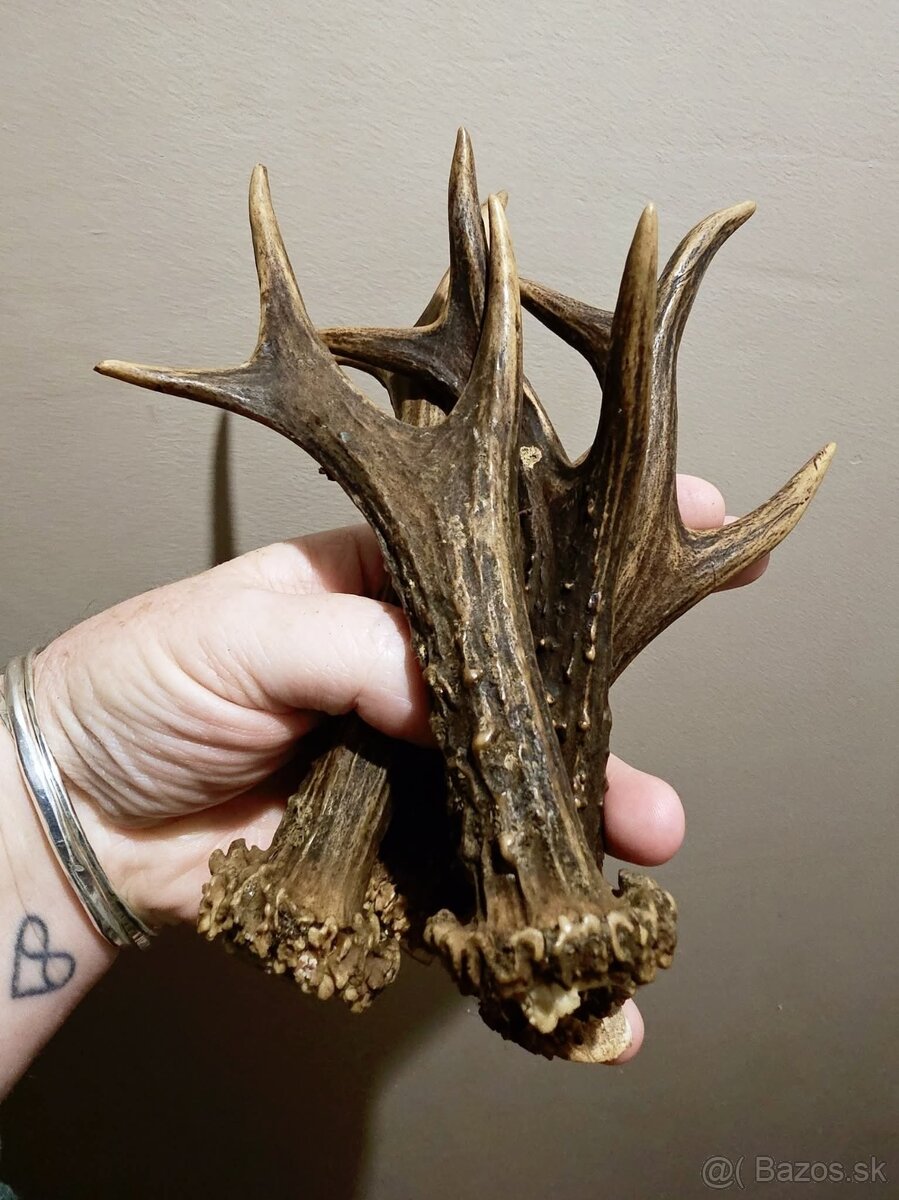 Predám 2 srnčie párky