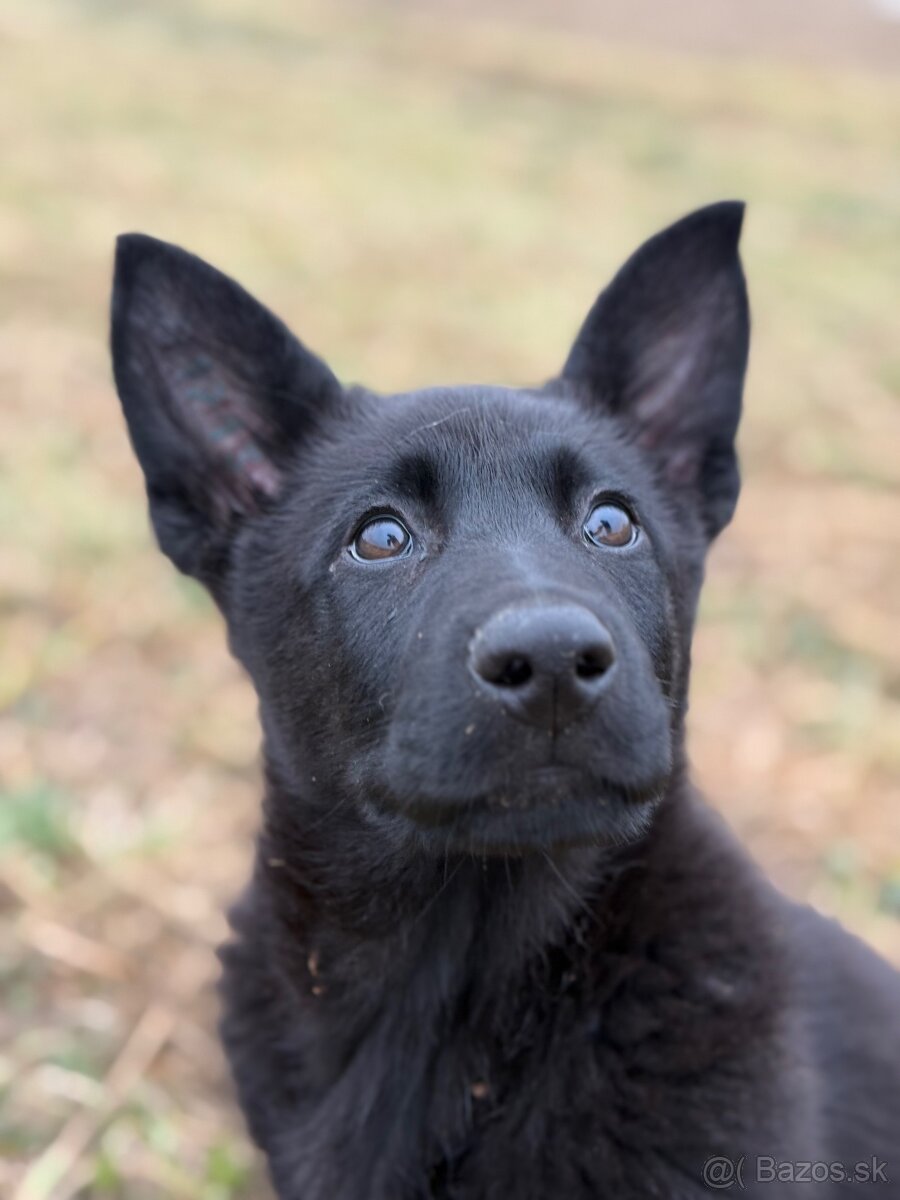 Nemecky ovciak steniatko s pp