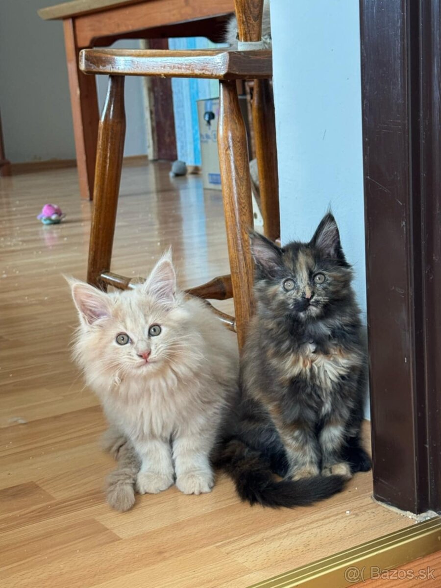 Mainska myvalia, maine  coon
