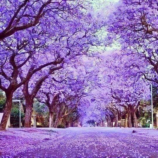 Paulownia