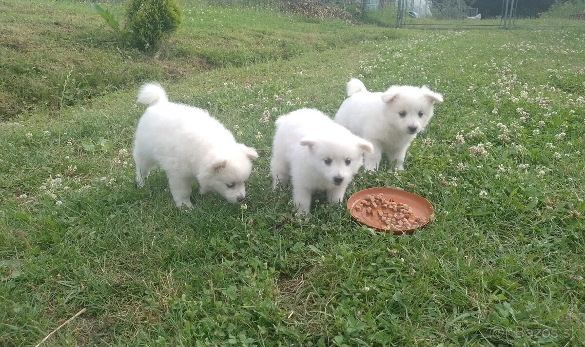 Na predaj rozkošné šteniatka - nemecký špic