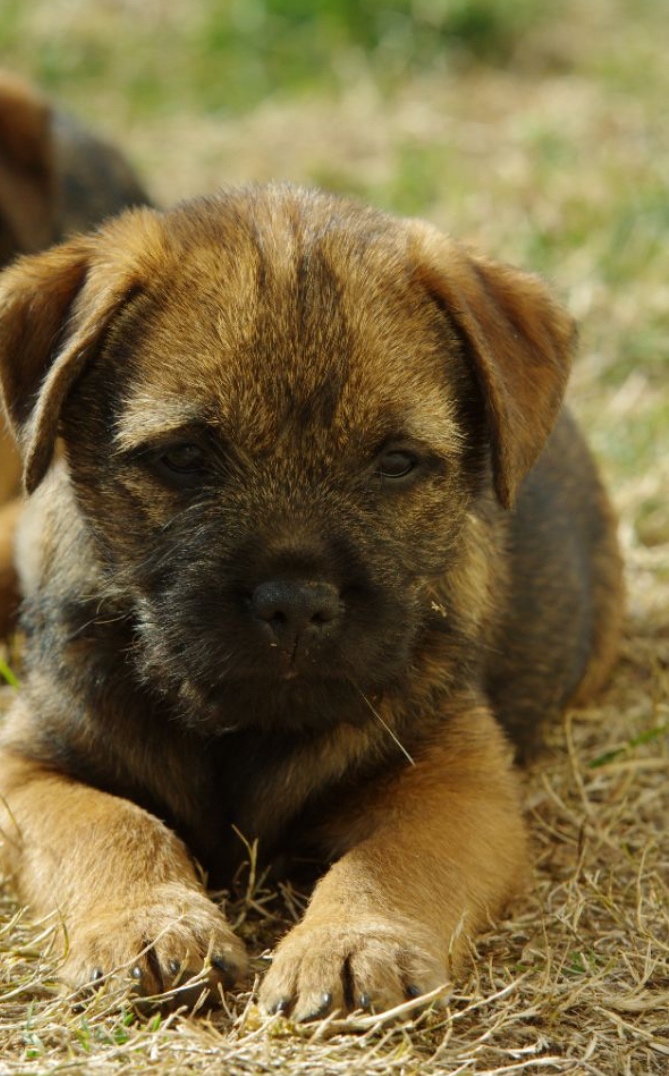 Border terrier