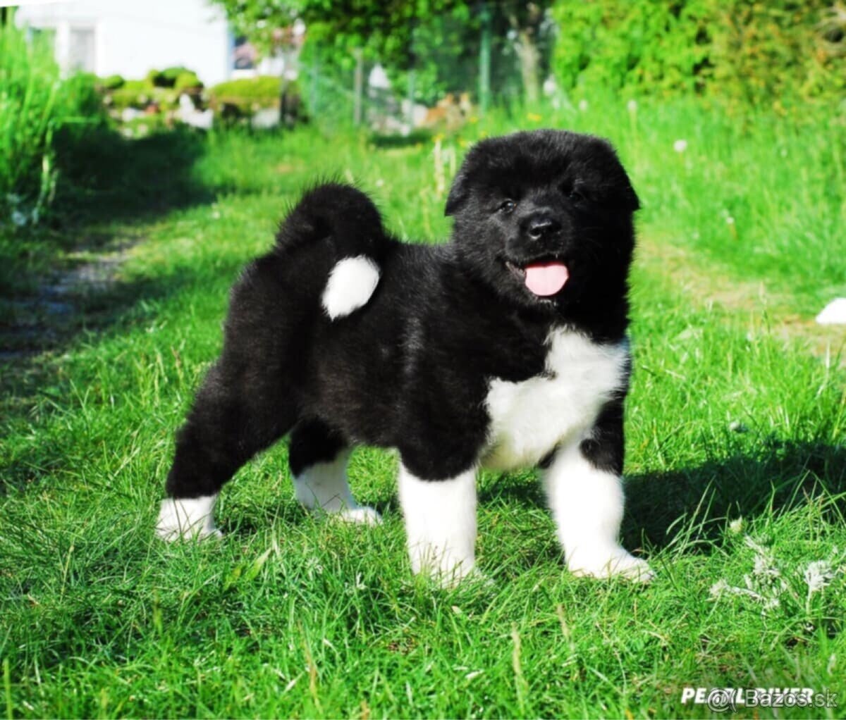 Americká Akita