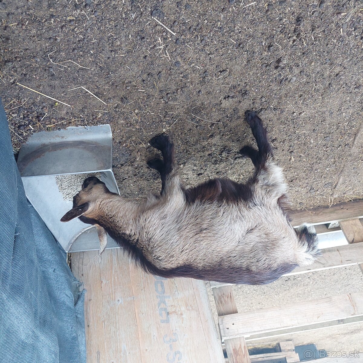 Holandský mini capko