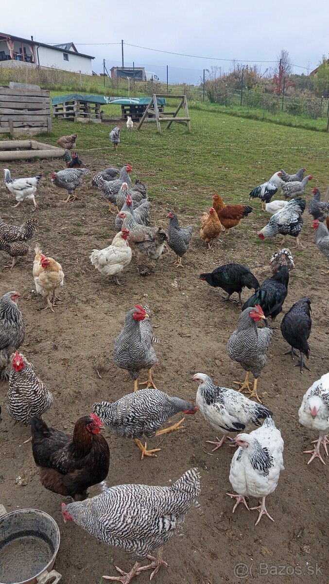 Vymenim, predam mlade kohúty