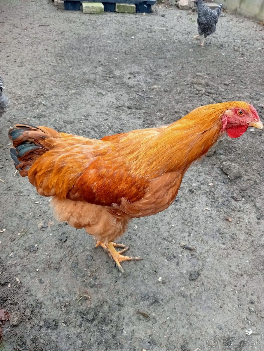 Kohút oravka 🐓🐓🐓 Indický bežec 🦆🦆