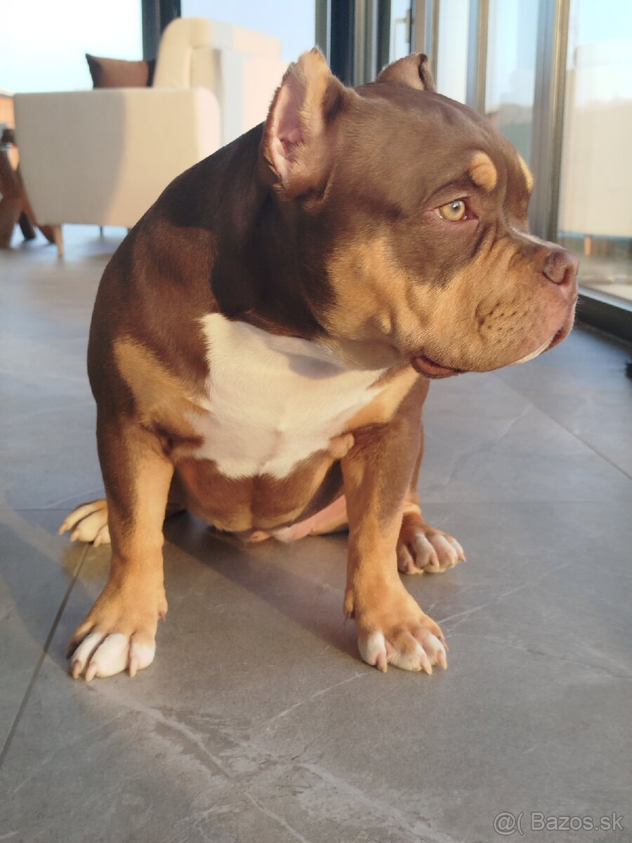 American bully Pocket / Standard s PP