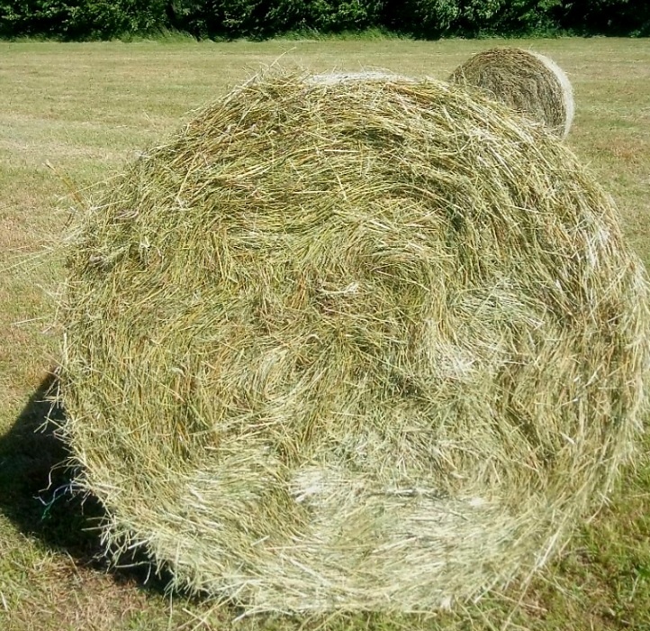Balíky sena