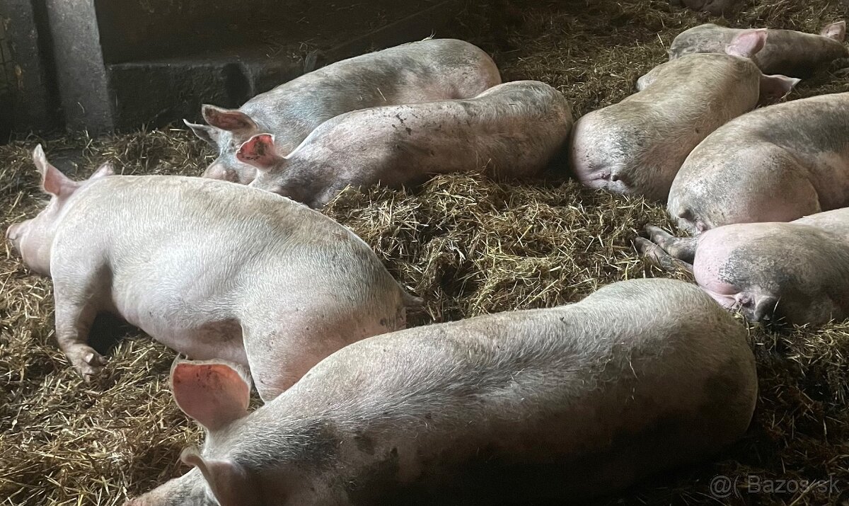 Osipane jatocne 2,3e/kg