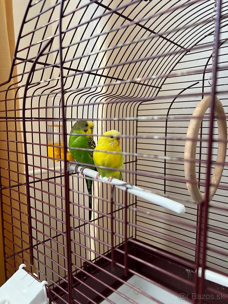 Na predaj dve andulky aj s kompletným vybavením a klietkou