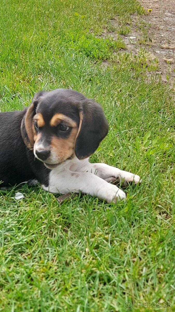 Beagle