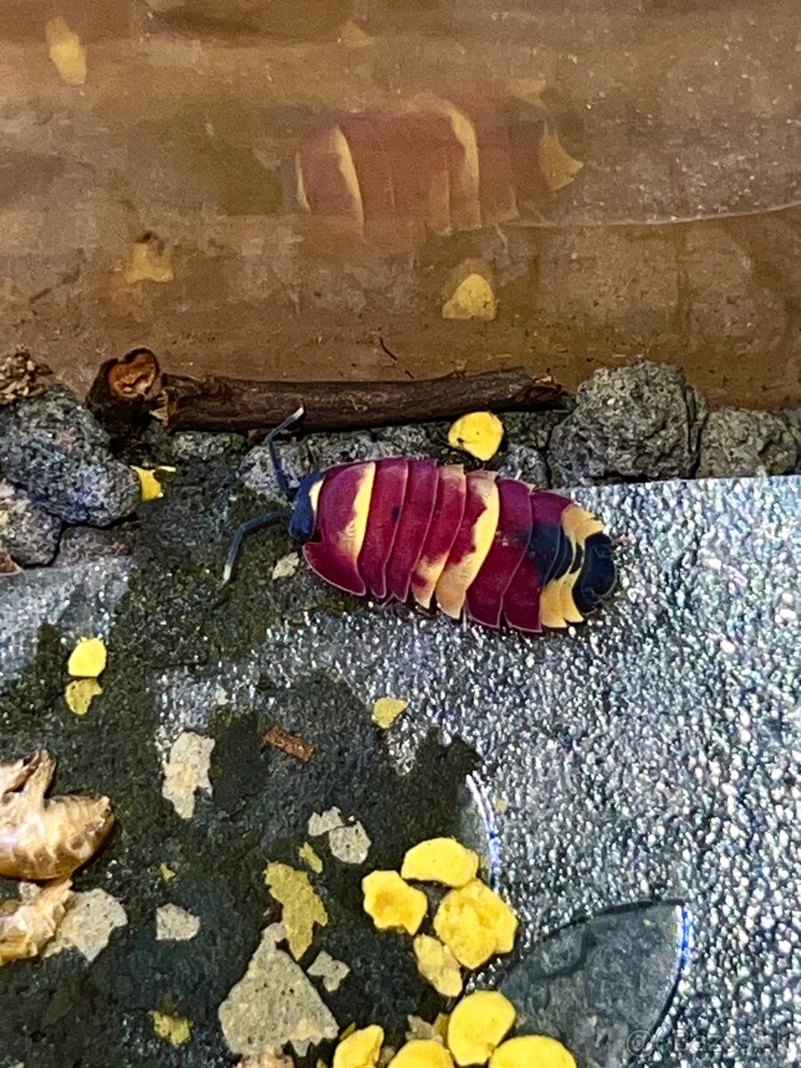 Ardentiella sp. Scarlet ( Merulanella, Isopod)